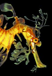 Leafy Sea Dragon (Fetzendrachenfisch) , Australia - South... by Ralf Levc 